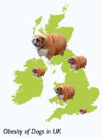 obesity of dogs in uk