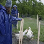 geese3